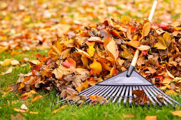 Cost of Leaves Removal in Fresno