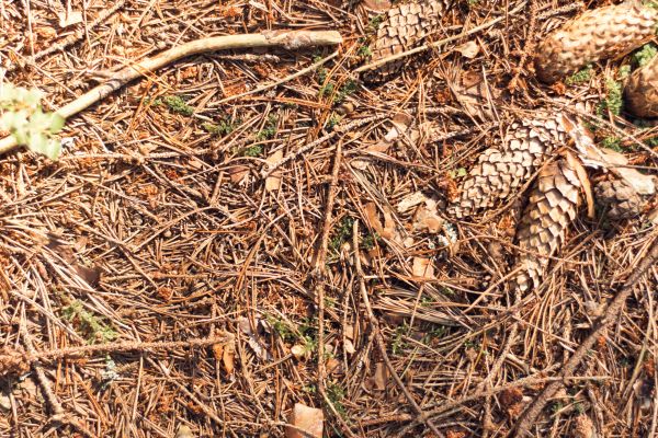 Cost of Pine Needles Removal in Fresno