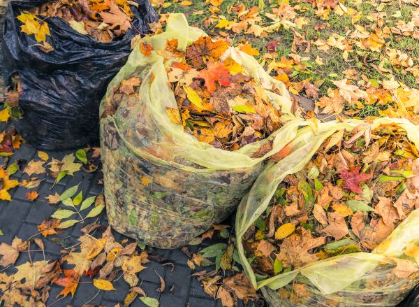 Cost of Yard Cleanup Service in Fresno