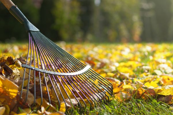 Cost of Leaf Raking Service in Fresno
