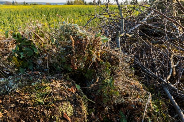 Cost of Brush Disposal in Fresno