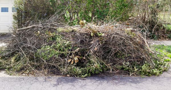 Cost of Tree Limb Cleanup in Fresno