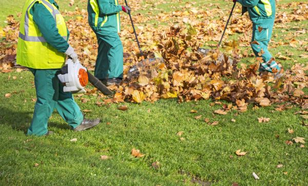 Cost of Leaf Maintenance in Fresno