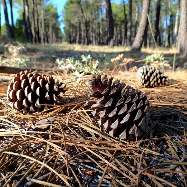 Cost of Pine Cone Removal in Fresno