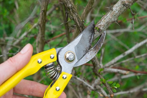 Cost of Limbs Removal in Fresno
