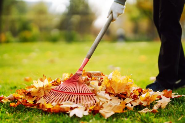 Cost of Ditch Leaf Removal in Fresno