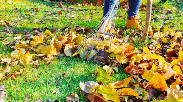 Cost of Lawn Cleanup Service in Fresno